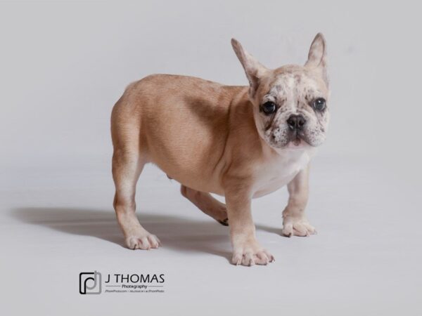 French Bulldog-DOG--Fawn Merle-19022-Petland Topeka, Kansas