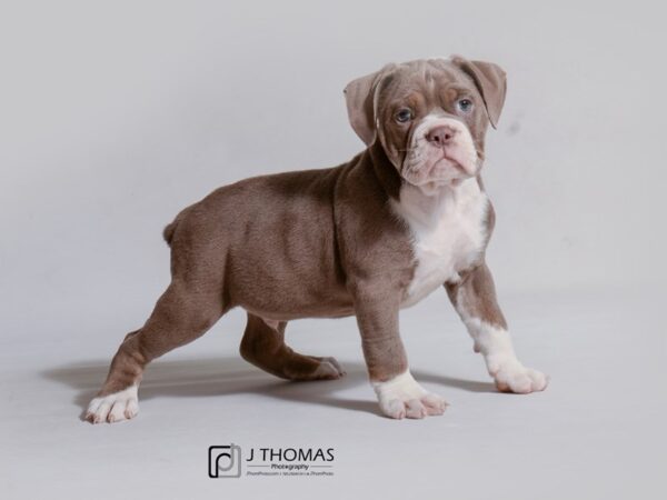 Olde English Bulldog DOG Male Lilac Tricolor 19021 Petland Topeka, Kansas