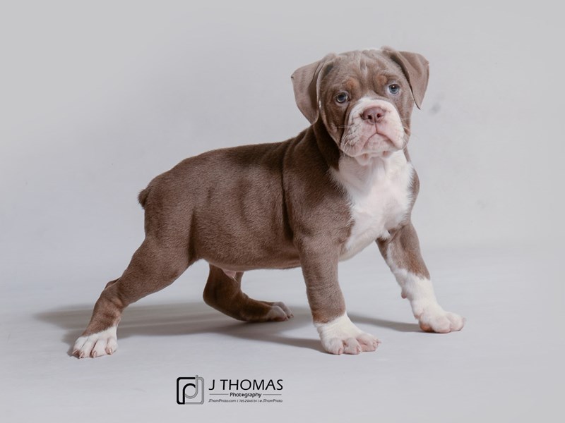 Olde English Bulldog-DOG-Male-Lilac Tricolor-3359245-Petland Topeka, Kansas