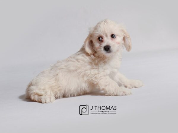 Cock A Poo-DOG-Female-Cream-19020-Petland Topeka, Kansas