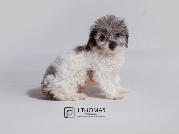 Dachshund/Poodle-DOG-Male-Blue Merle-19019-Petland Topeka, Kansas