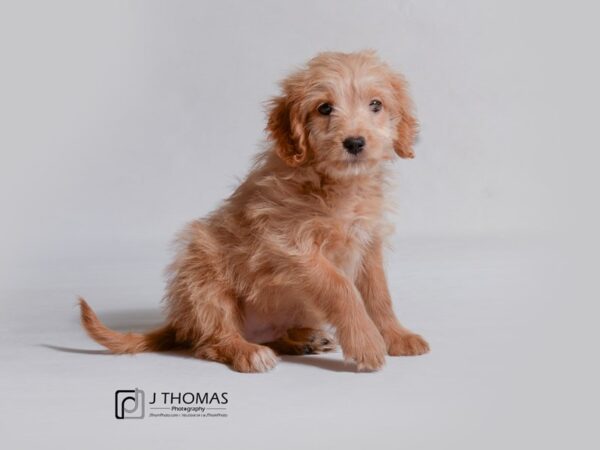 Goldendoodle Mini DOG Male Golden 19018 Petland Topeka, Kansas