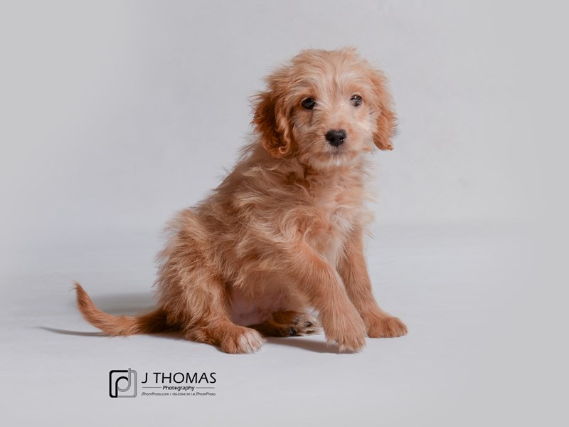Goldendoodle Mini-DOG-Male-Golden-3358350-Petland Topeka, Kansas