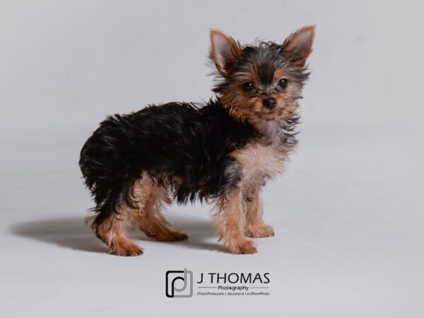 Yorkshire Terrier DOG Female Black / Tan 19017 Petland Topeka, Kansas