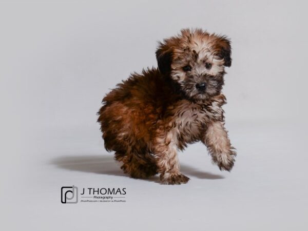 Soft Coated Wheaten Terrier-DOG-Female-Wheaten-19016-Petland Topeka, Kansas