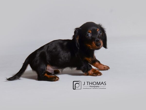 Dachshund-DOG-Male-Black / Tan-19015-Petland Topeka, Kansas