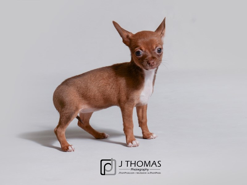 Chihuahua-DOG-Female-Chocolate-3358345-Petland Topeka, Kansas