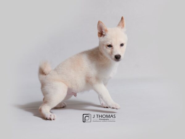 Shiba Inu DOG Male Cream 19012 Petland Topeka, Kansas