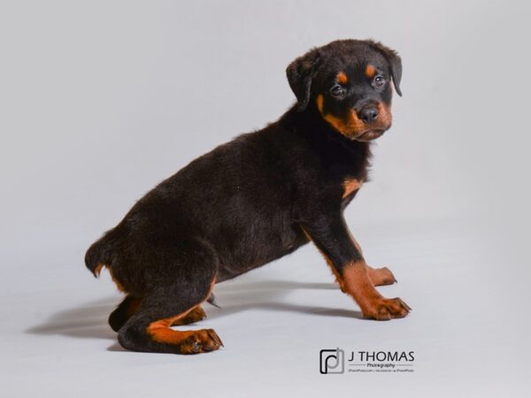 Rottweiler DOG Male Black / Mahogany 19011 Petland Topeka, Kansas