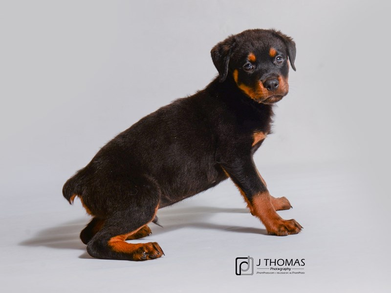 Rottweiler-DOG-Male-Black / Mahogany-3358319-Petland Topeka, Kansas