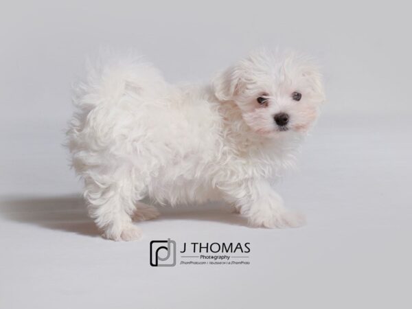 Maltese DOG Male White 19009 Petland Topeka, Kansas