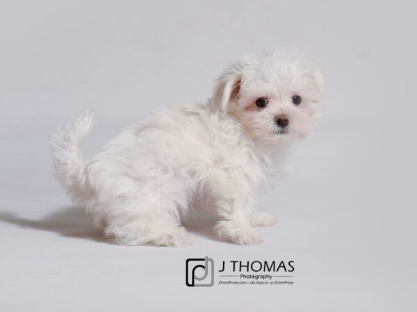 Maltese DOG Female White 19008 Petland Topeka, Kansas