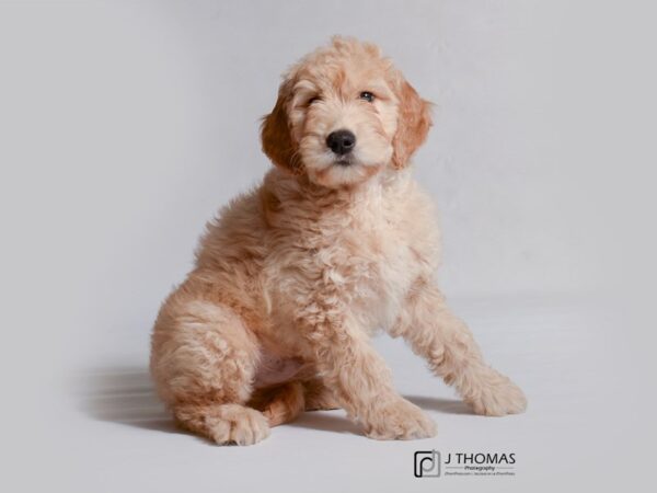 Goldendoodle DOG Male Golden 19006 Petland Topeka, Kansas