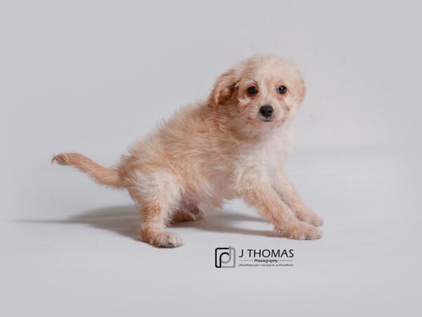 Bichapoo DOG Male Apricot 19002 Petland Topeka, Kansas