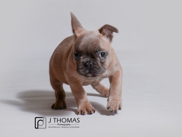 French Bulldog-DOG-Female-Blue Fawn-18988-Petland Topeka, Kansas