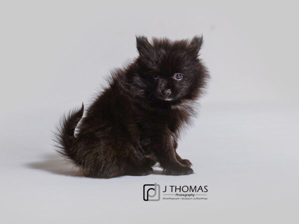 Pomeranian-DOG-Male-Black-19010-Petland Topeka, Kansas