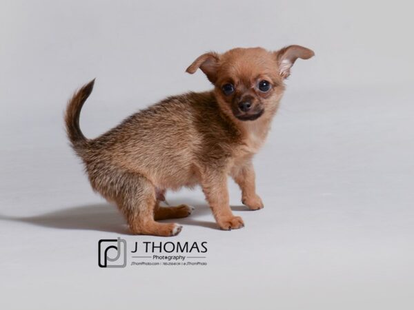 Chihuahua DOG Male Fawn 19003 Petland Topeka, Kansas