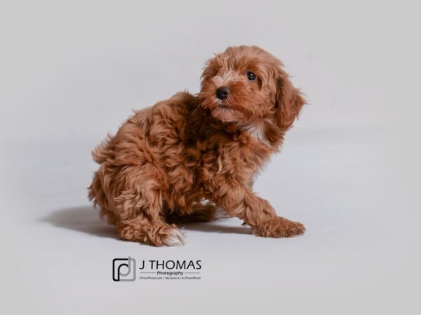 Cock A Poo-DOG-Female-Red-19004-Petland Topeka, Kansas