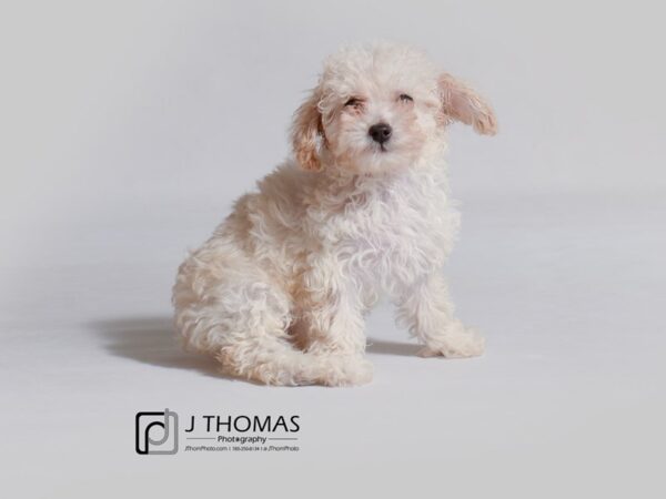 Toy Poodle DOG Female Cream 19024 Petland Topeka, Kansas