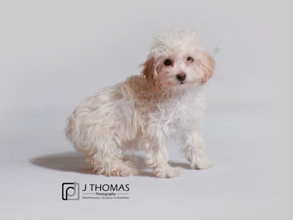 Toy Poodle DOG Female Cream 19023 Petland Topeka, Kansas