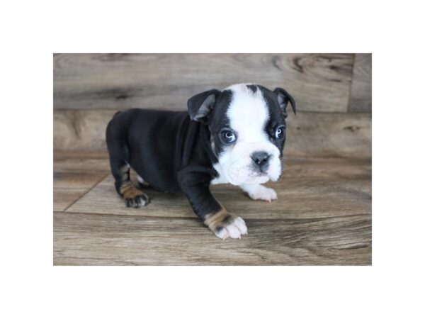 Bulldog DOG Male Black Tan / White 19028 Petland Topeka, Kansas