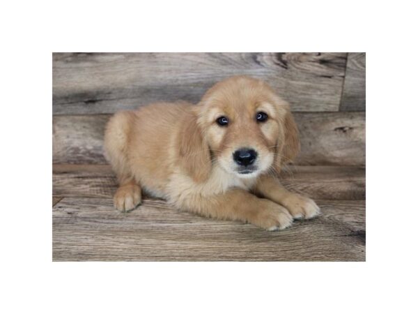 Golden Retriever DOG Female Golden 19029 Petland Topeka, Kansas