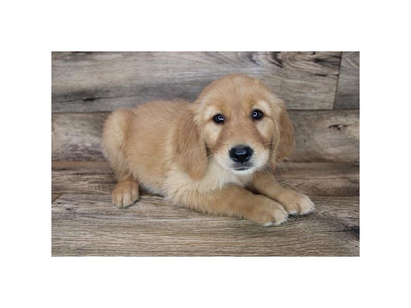 Golden Retriever-DOG-Female-Golden-3367811-Petland Topeka, Kansas