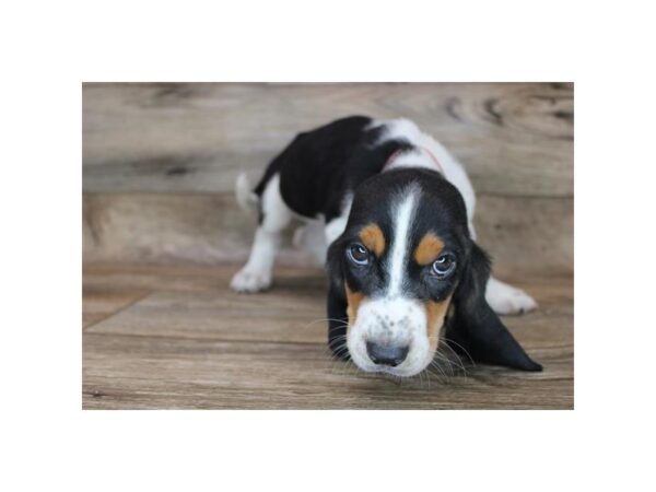 Basset Hound DOG Female Black Tan / White 19027 Petland Topeka, Kansas