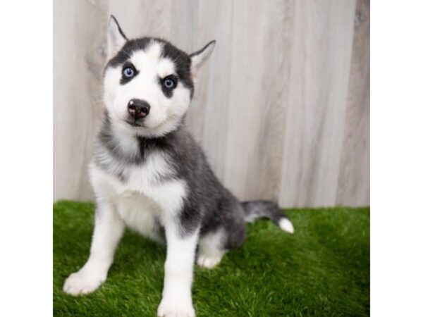 Siberian Husky DOG Female Black / White 19031 Petland Topeka, Kansas