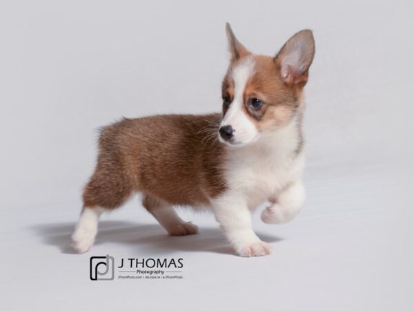 Pembroke Welsh Corgi DOG Female Red Sable 19030 Petland Topeka, Kansas