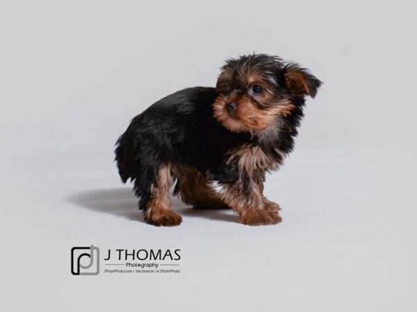 Yorkshire Terrier DOG Female Black / Tan 19033 Petland Topeka, Kansas