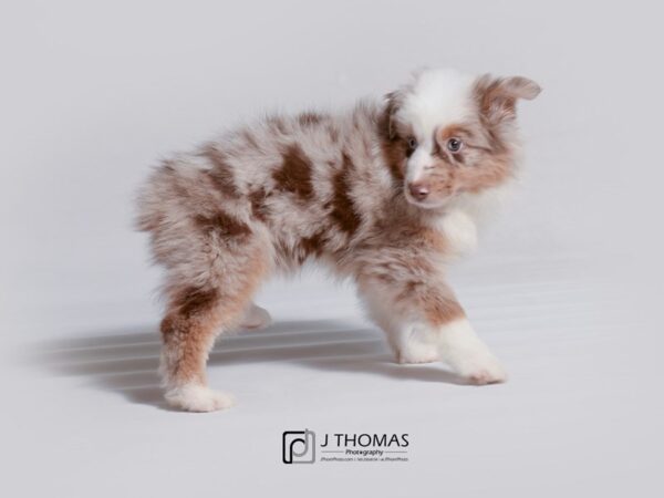 Miniature Australian Shepherd-DOG-Female-Red Merle-19034-Petland Topeka, Kansas