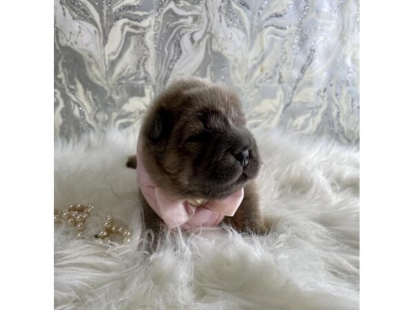 Chinese Shar-Pei-DOG-Female-Fawn (Isabella)-19047-Petland Topeka, Kansas