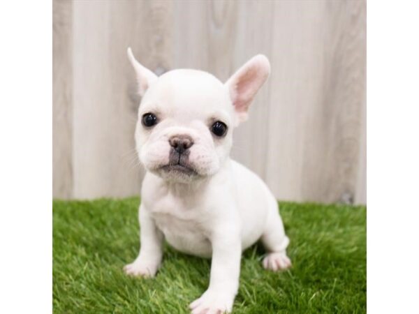 French Bulldog DOG Female Cream 19060 Petland Topeka, Kansas