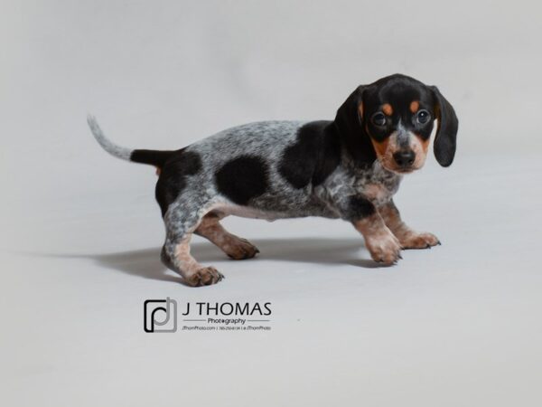 Dachshund DOG Female Silver Dapple / Black and Tan Piebald Ticked 19050 Petland Topeka, Kansas