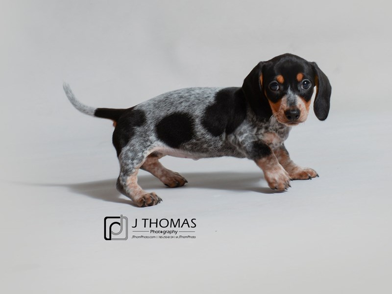 Dachshund-DOG-Female-Silver Dapple / Black and Tan Piebald Ticked-3378532-Petland Topeka, Kansas