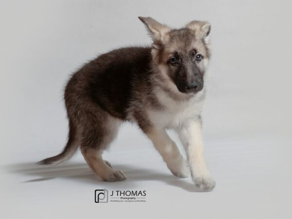 German Shepherd Dog DOG Female Black / Tan 19046 Petland Topeka, Kansas