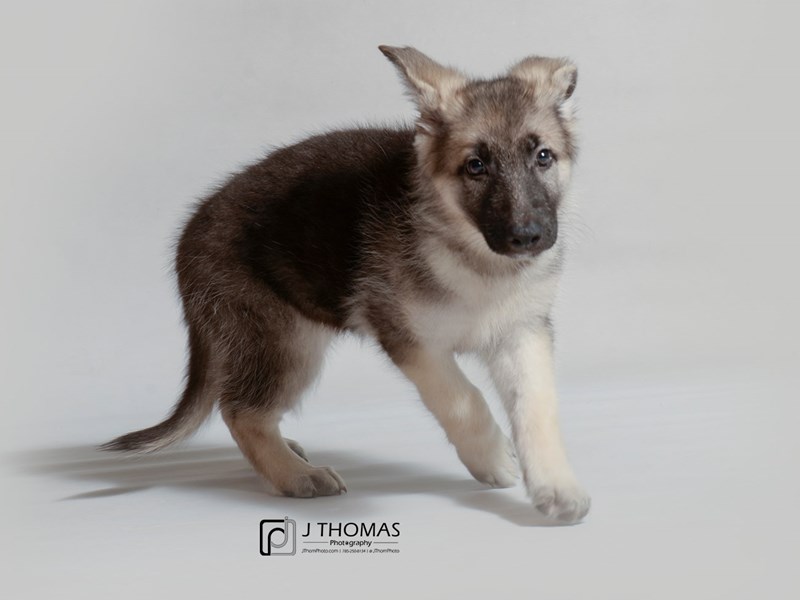 German Shepherd Dog-DOG-Female-Black / Tan-3377002-Petland Topeka, Kansas