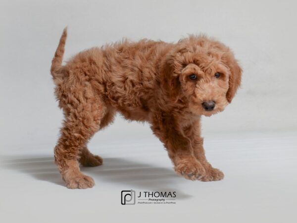 Goldendoodle DOG Female Golden 19045 Petland Topeka, Kansas