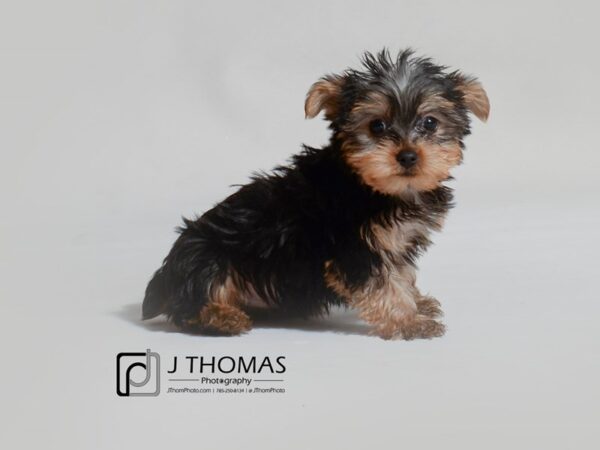 Yorkshire Terrier DOG Male 19044 Petland Topeka, Kansas