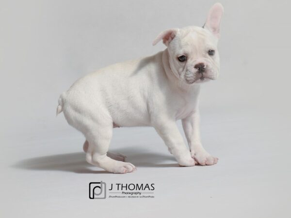 French Bulldog DOG Female Cream 19043 Petland Topeka, Kansas