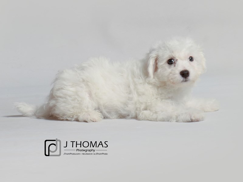 Bichon Frise-DOG-Female-White-3377001-Petland Topeka, Kansas