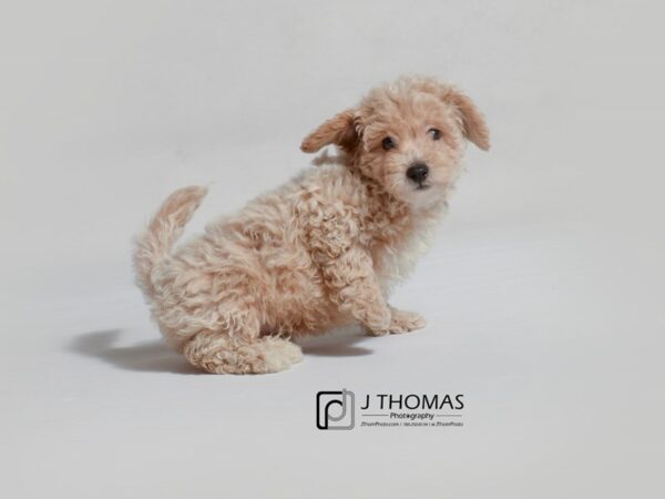 Bichapoo DOG Male Apricot 19040 Petland Topeka, Kansas