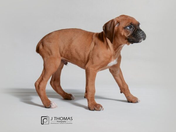 Boxer DOG Male Fawn 19042 Petland Topeka, Kansas