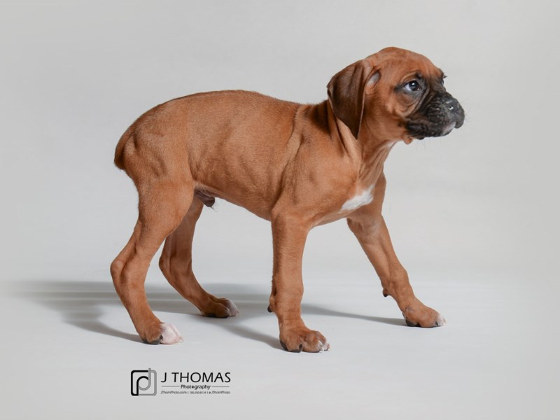 Boxer-DOG-Male-Fawn-3376995-Petland Topeka, Kansas