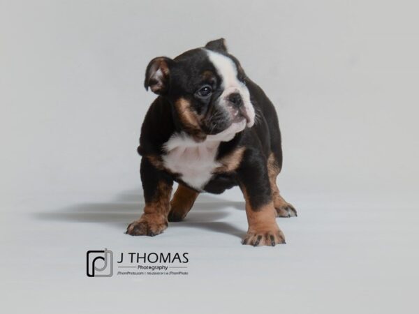 Bulldog DOG Female Black Tan / White 19036 Petland Topeka, Kansas