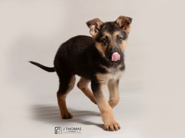 German Shepherd DOG Female Black and Tan 19074 Petland Topeka, Kansas