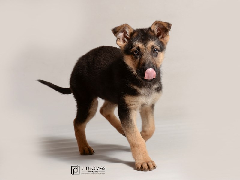 German Shepherd-DOG-Female-Black and Tan-3387844-Petland Topeka, Kansas