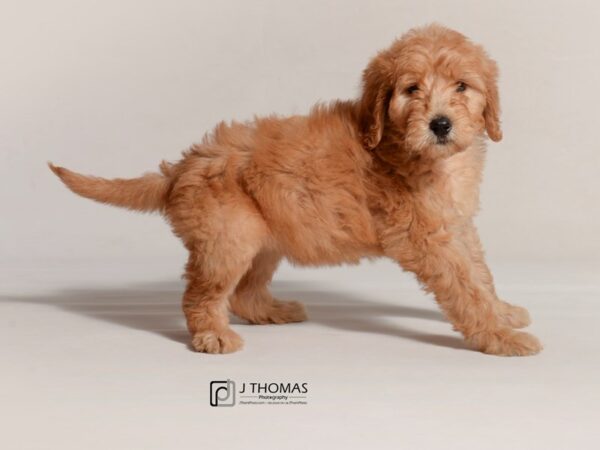 Goldendoodle DOG Female Red 19073 Petland Topeka, Kansas