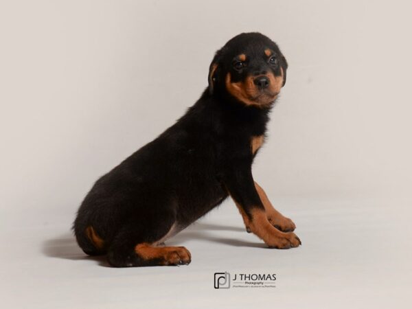 Rottweiler DOG Male Black and Mahogony 19072 Petland Topeka, Kansas